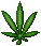 MARIHUANA